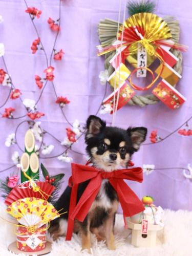 20230120マカロンちゃん